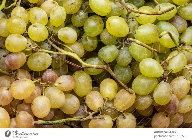 Frische Weintrauben am Zweig Traube Ast Frucht süß Hintergrund frisch reif lecker gesunde Ernährung Lebensmittel Ackerbau Haufen viele Nährstoffversorgung