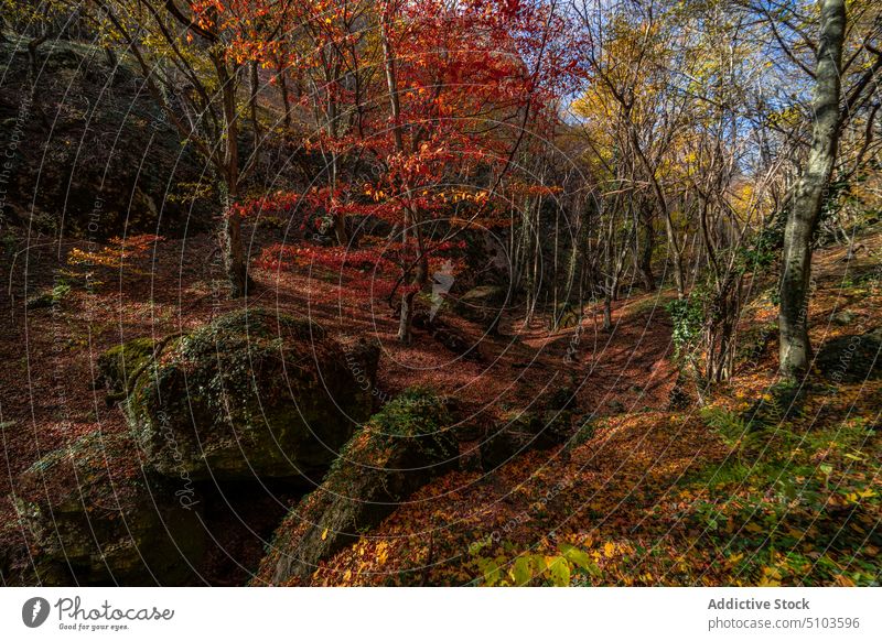 Herbstliche Landschaft der Birtvisi-Schlucht Stausee herbstlich Herbstzeit Wald Georgien georgisch Wanderung Wahrzeichen Blätter Natur rot routinemäßig Saison