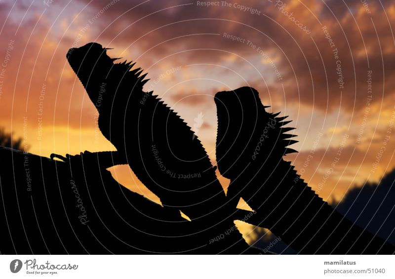 romantischer Sonnenuntergang Agamen Echsen Reptil Urzeit Romantik Vietnam Gegenlicht Wolken Drache nackenstachler vietnamesische nackenstchler capra