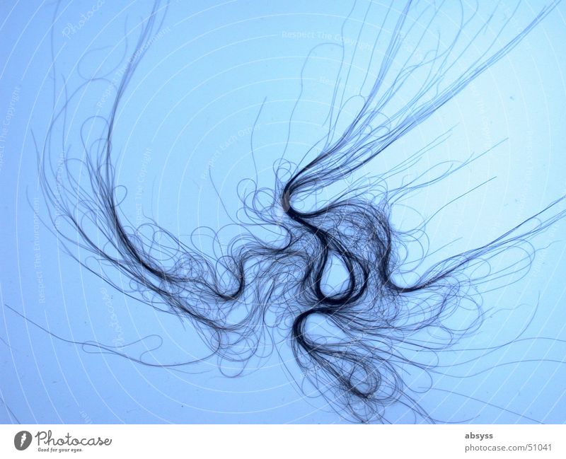 haarig * der kreative (alp)traum jeder WG schwarz lang Wohngemeinschaft geschmackvoll Haare & Frisuren blau skuril Strukturen & Formen Linie