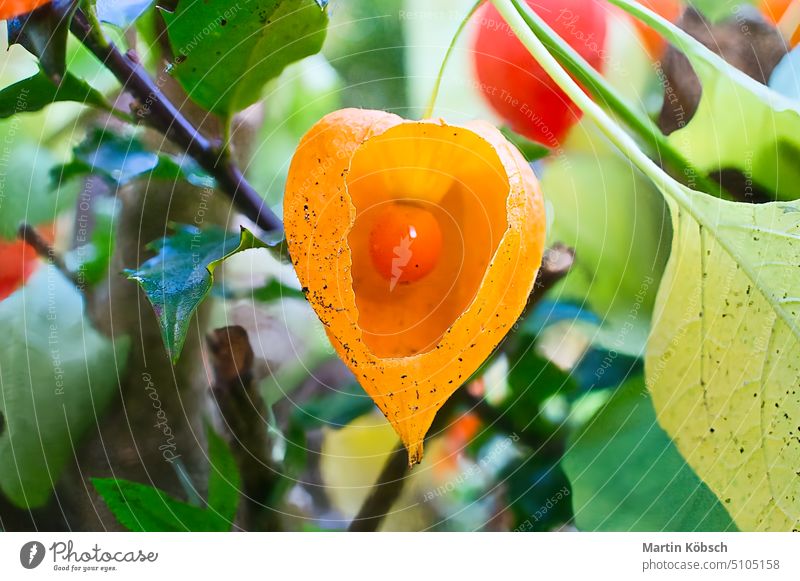 Physalis mit geöffneter Schale, Blick auf das Fruchtinnere. Vitaminreiche Früchte aus dem Garten Kapstachelbeere Vitamin C Gesundheit Pflanze reif Haut Blätter