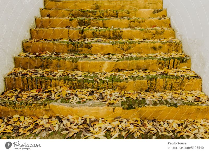 Gelbe Treppe mit Herbstlaub gelb herbstlich Herbstfärbung fallen Herbstwetter Vergänglichkeit Jahreszeiten Herbststimmung Herbstbeginn Natur Laubwerk Blätter