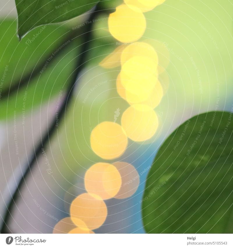 Lichtpunkte zwischen grünen Blättern einer Zimmerpflanze Bokeh Pflanze Blatt Detailaufnahme Ausschnitt Ranke Innenaufnahme leuchten gelb grau blau