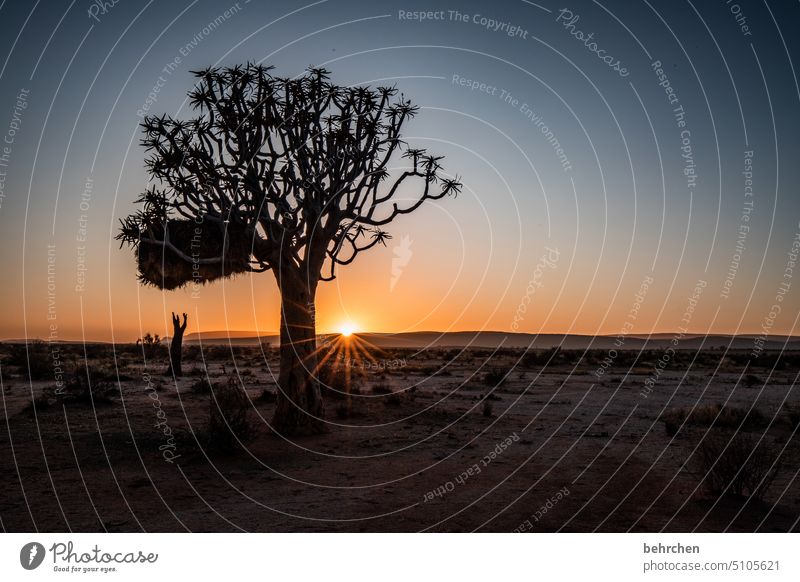 am ende ist es ein anfang Köcherbaum Baum außergewöhnlich Namib träumen Sonnenaufgang dunkel Idylle Hoffnung romantisch fantastisch Dämmerung stille wunderschön