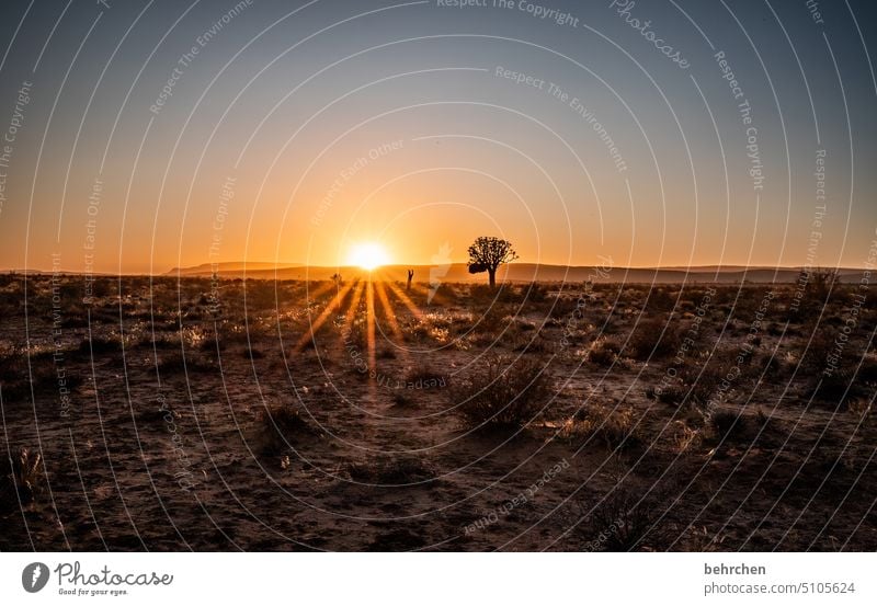 hoffnung Namib fantastisch Sonnenaufgang romantisch Idylle Fernweh Sonnenlicht Namibia reisen Sehnsucht Natur Freiheit besonders traumhaft Himmel