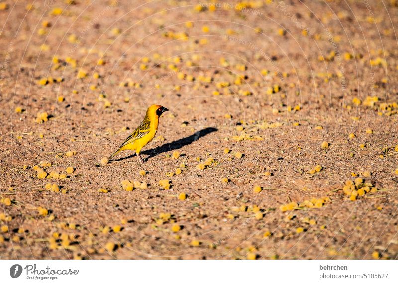 maskenweber Wildtier Tierliebe Tierschutz Tierporträt Außenaufnahme webervogel fantastisch außergewöhnlich Vögel wild Afrika Namibia frei Wildnis Ferne Fernweh