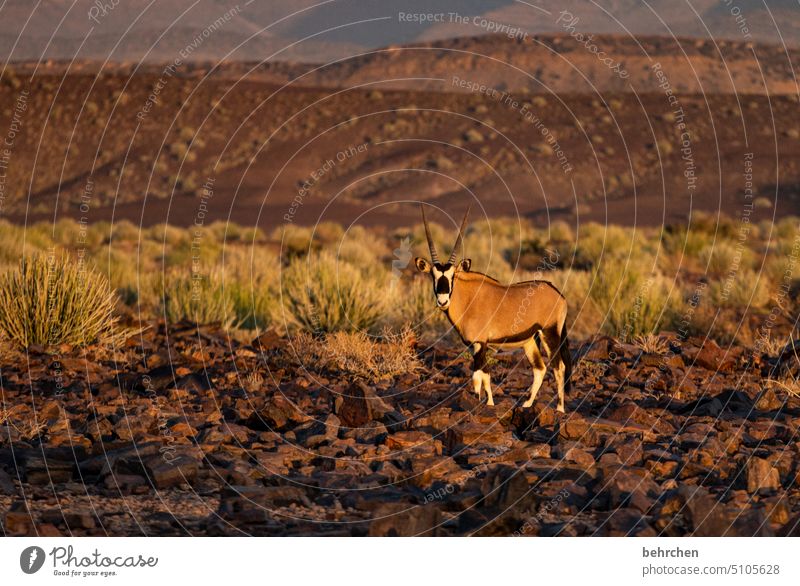 oryx Wildtier fantastisch außergewöhnlich Tierporträt frei wild Wildnis Namibia Afrika Ferne Fernweh reisen Farbfoto Abenteuer Freiheit Natur