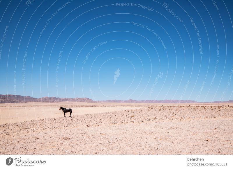 solist allein Wildpferde Pferd frei wild Sand Wüste Afrika Namibia Außenaufnahme Ferne Fernweh Sehnsucht Farbfoto Einsamkeit Abenteuer Landschaft