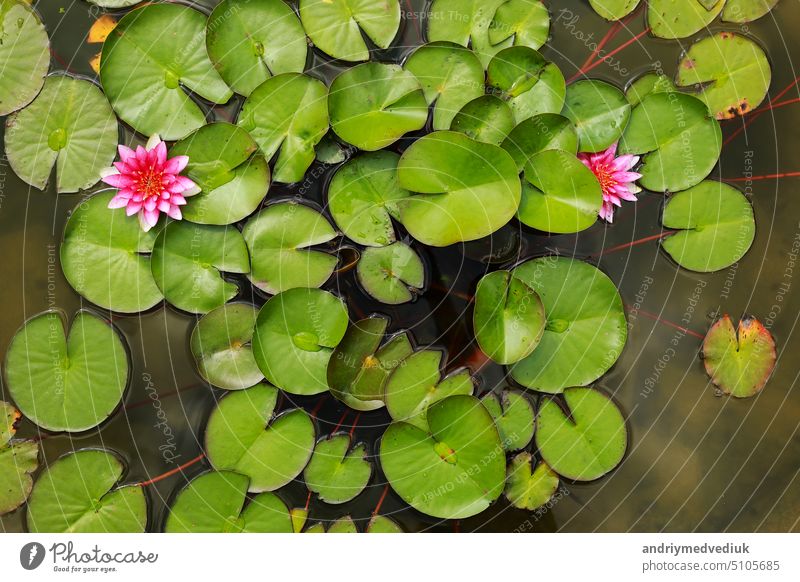 Rosa Seerose mit grünen Seerosen oder Lotosblumen Perrys im Gartenteich. Nahaufnahme von Nymphaea reflektiert auf grünem Wasser gegen Sonne. Blumenlandschaft mit Kopierraum. Selektiver Fokus