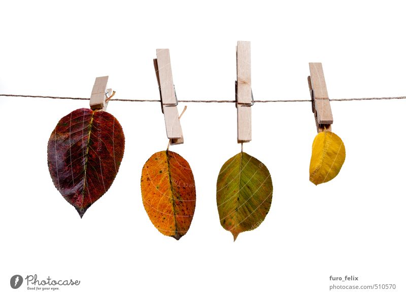 Herbstblätter Umwelt Natur Pflanze Blatt Holz Farbfoto Innenaufnahme Menschenleer Tag Zentralperspektive