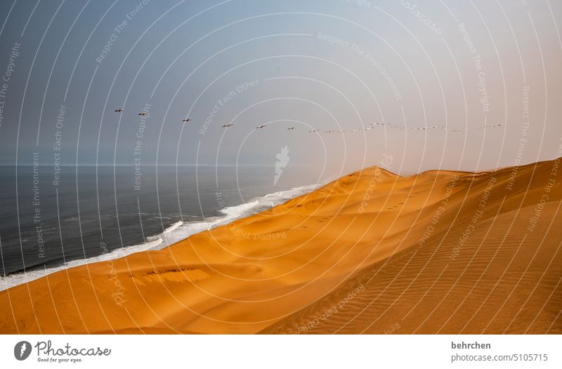 traumwelt fliegen Vögel Vogelschwarm Pelikane Sanddüne Dunes insbesondere beeindruckend magisch Düne traumhaft Swakopmund Walvisbay Wärme Himmel Horizont