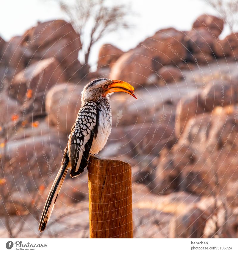 sesshaft Hornbill gelbschnabeltoko beeindruckend Nashornvögel Schnabel Vogel Wildtier fantastisch außergewöhnlich Tierporträt frei wild Wildnis Namibia Afrika