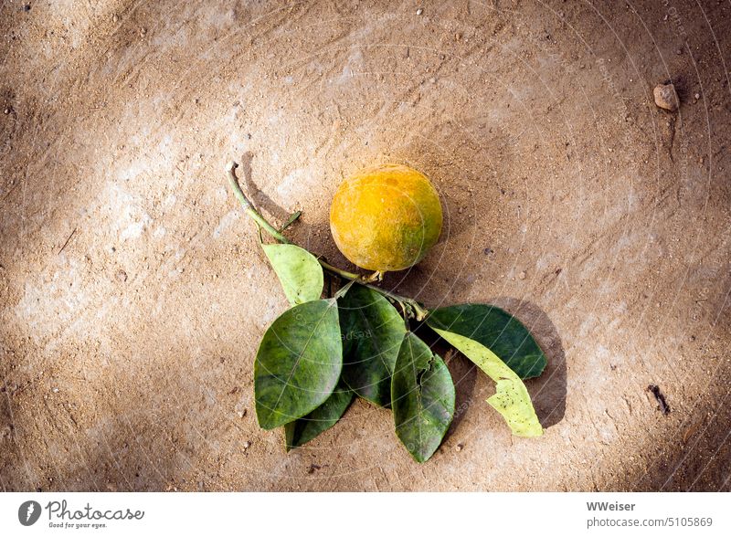 Eine unreife Orange am Zweig liegt im Staub auf dem Boden Frucht Pflanze Blätter Baum Fallobst heruntergefallen Licht und Schatten Erde mediterran Süden Spanien