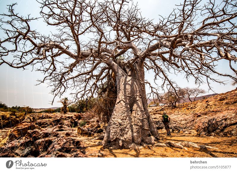 ausladend Zweige u. Äste Außenaufnahme Baumstamm epupafalls Affenbrotbaum Baobab Klimawandel Dürre Trockenheit trocken Ferne Afrika Farbfoto Namibia Fernweh