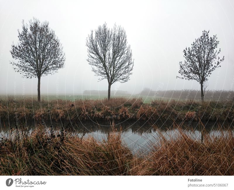 Drei Bäume stehen kahl im Winter an einem kleinen Fluss. Im Hintergrund wabert der Nebel umher. blattlos Baum Außenaufnahme kalt Natur Himmel Landschaft