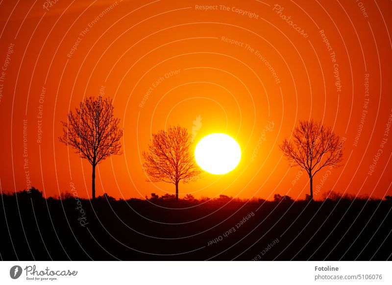 Auch wieder 3 Bäume, diesmal aber im goldenen Sonnenaufgang. Die Sonne erhebt sich strahlend über dem Horizont und taucht alles um sich herum in warmes oranges Licht. Die Bäume und die Landschaft heben sich im Gegenlicht dunkel vor dem Hintergrund ab.