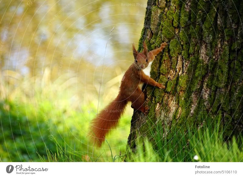 Ein wirklich süßes Eichhörnchen mit rotbraunem Fell krallt sich an der Rinde eines Baumes fest und blickt direkt zu mir in die Kamera. Tier Natur niedlich