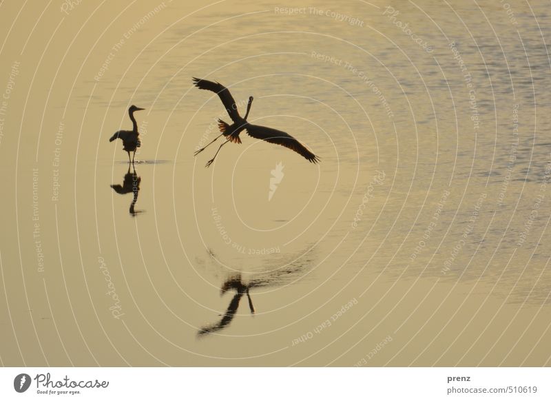 Am Teich Umwelt Natur Landschaft Tier Wildtier Vogel 2 blau braun gelb Graureiher fliegend Flugzeuglandung Farbfoto Außenaufnahme Morgen Morgendämmerung Licht
