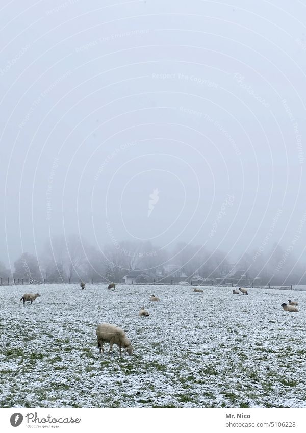 Schafskälte Winter Forstwirtschaft Landwirtschaft Schnee Wiese Feld Schafherde Nutztier Tiergruppe kalt Frost schafskälte Weide ländlich Landleben Herde Schafe