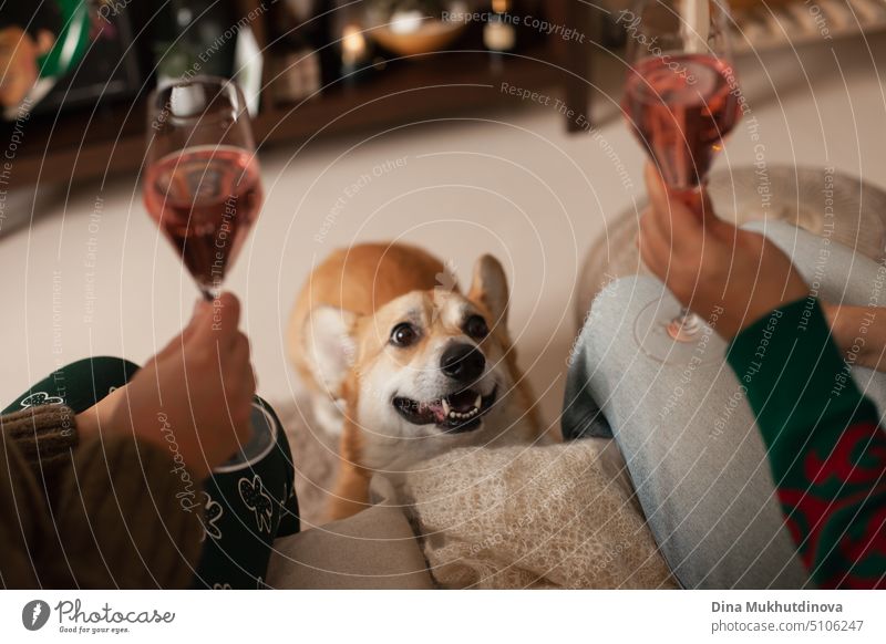 Zwei Frauen trinken Wein und beobachten einen Corgi-Hund. Gemütliche Zeit zu Hause. Wohnung mit Haustier in den Ferien. Weihnachtsstimmung. Pembroke corgi