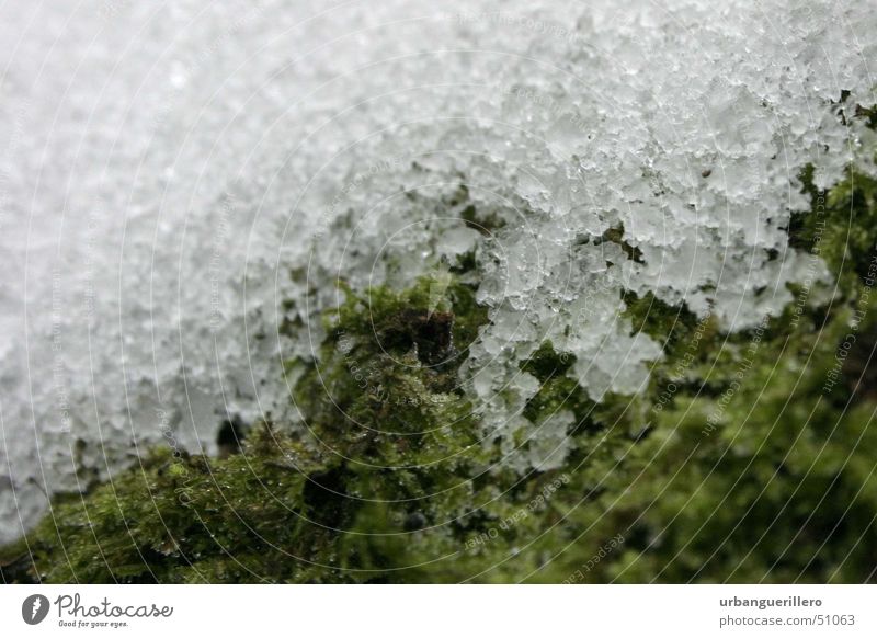 schnee auf moos weich kalt weiß grün klein Mikrofotografie Makroaufnahme hart schmelzen Schneeschmelze Schneekristall Verlauf Schwache Tiefenschärfe Unschärfe
