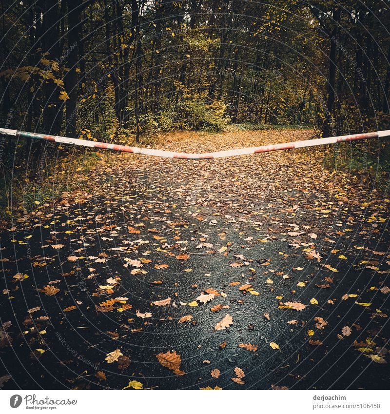 Absperrband im Herbst auf dem Waldweg , wegen Holzfäller  Arbeiten gesperrt. Stillleben Detailaufnahme Natur gelb Design Nahaufnahme Farbfoto Blätter herbstlich