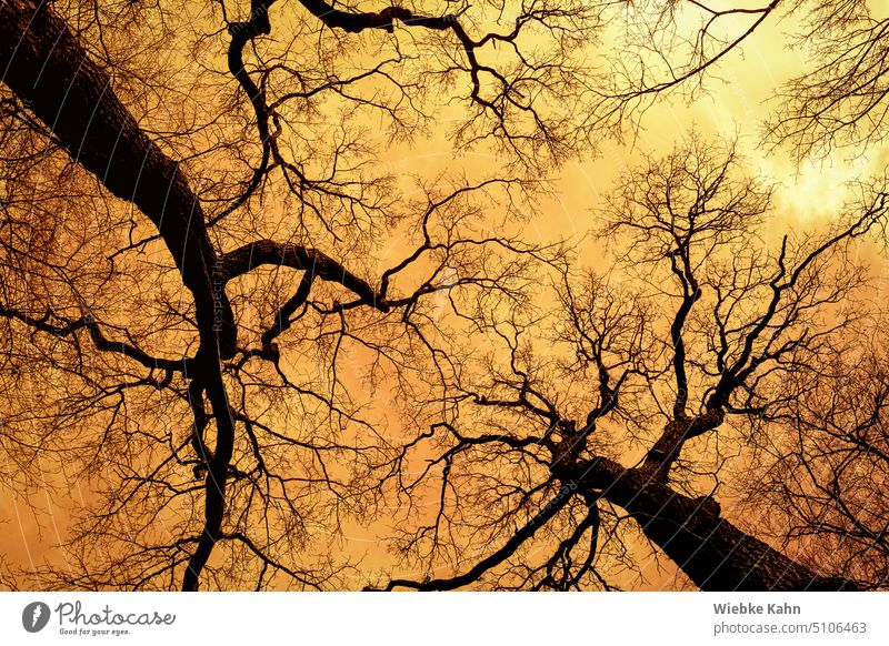 Kahle- / Laub lose Bäume recken sich in einem Orangefarbenen Himmel entgegen. Winter laublos orangefarbenes Licht Baum Natur Menschenleer Außenaufnahme Farbfoto