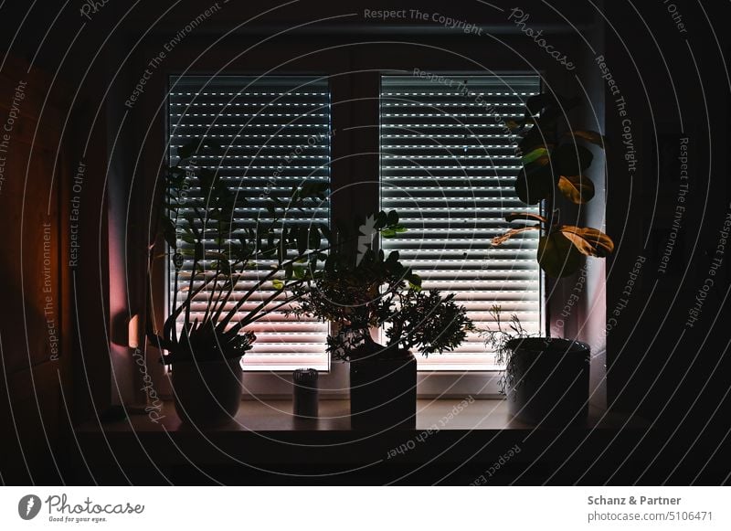 Fensterbank mit Topfpflanzen im Gegenlicht vor einem Fenster mit heruntergelassenem Rolladen Wohnung Dunkel Draufsicht dunkel Häusliches Leben Licht Schatten