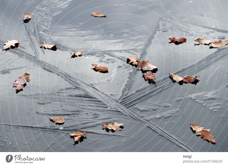 eiskalt - Eisfläche auf dem zugefrorenen See mit Strukturen und verwelkten Eichenblättern Eisstrukturen Blatt Eichenblatt vertrocknet Kälte Frost Winter