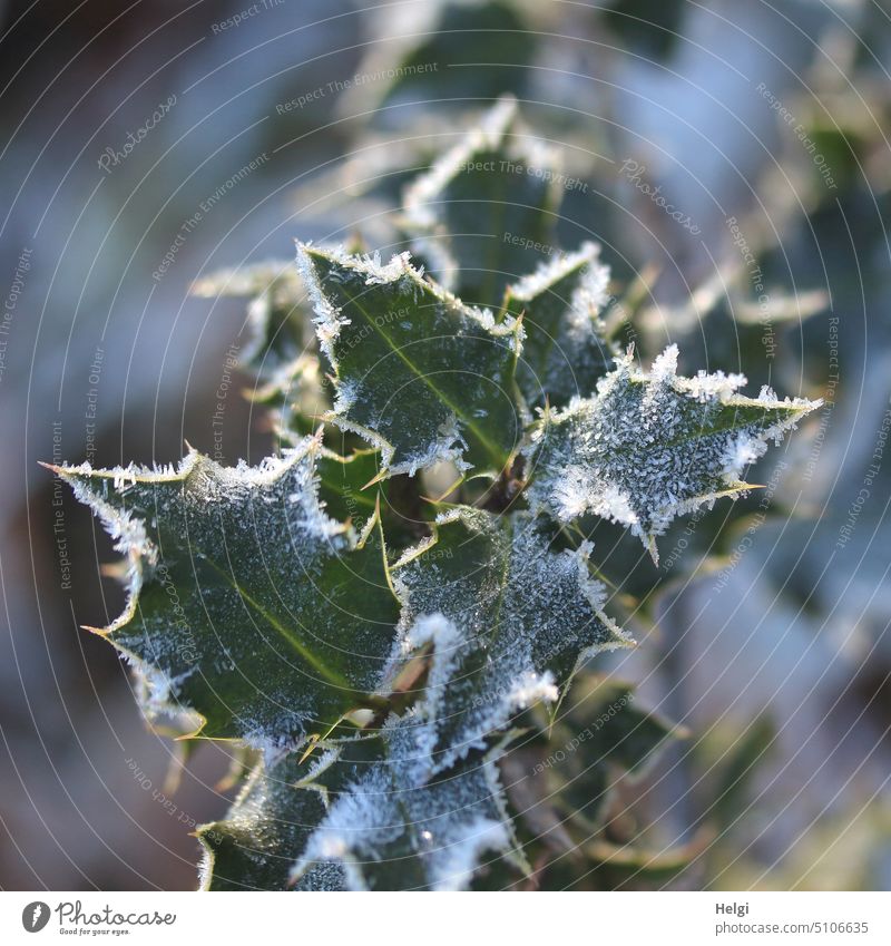 Nahaufnahme eines Stechpalmenzweiges, Blätter mit Raureif besetzt Ilex Blatt Stechpalmenblatt Winter Kälte Frost Zacken zackig frostig kalt Makroaufnahme