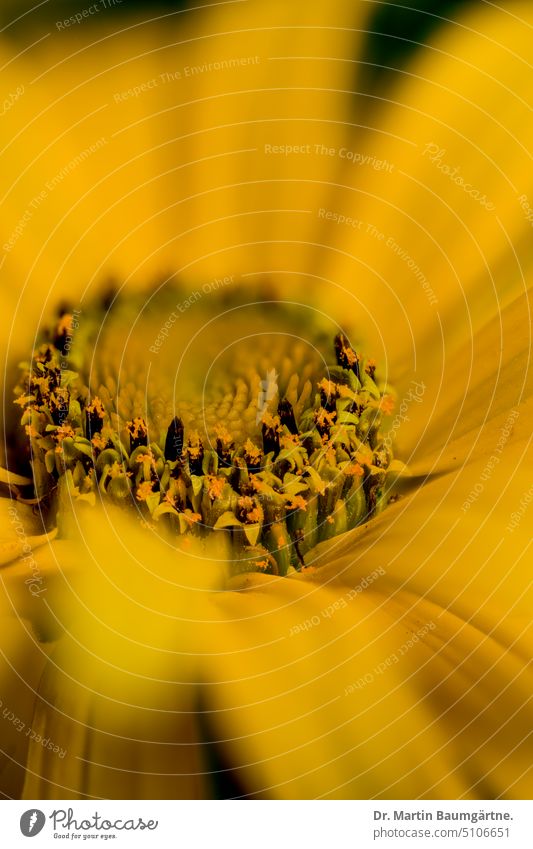 Staudensonnenblüme, Blütenstand Helianthus blühen gelb ausdauernd mehrjährig Korbblütler Asteraceae Blume Pflanze geringe Tiefenschärfe aus Nordamerika