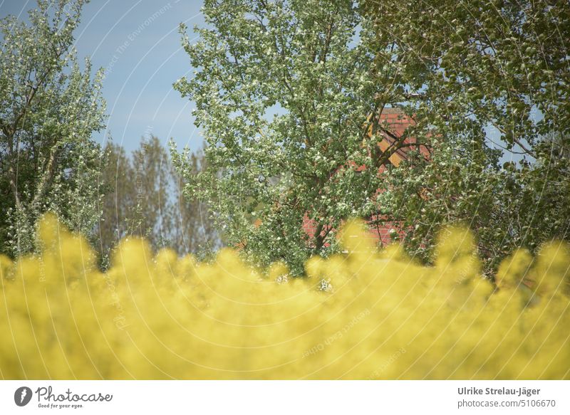 Rapsfeld mit Haus und Bäumen am Feldrand im Frühling Rapsblüte gelb Haus am Feldrand Ziegelhaus Ostdeutschland grün Frühlingstag Rapsanbau Nutzpflanze