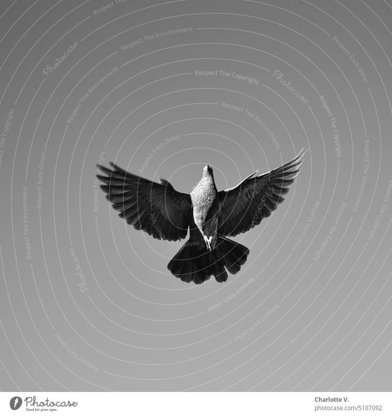 Der heilige Geist | Fliegende Taube von unten Vogel fliegender Vogel Froschperspektive Schwarzweißfoto heiliger geist Licht und Schatten Licht & Schatten Tier