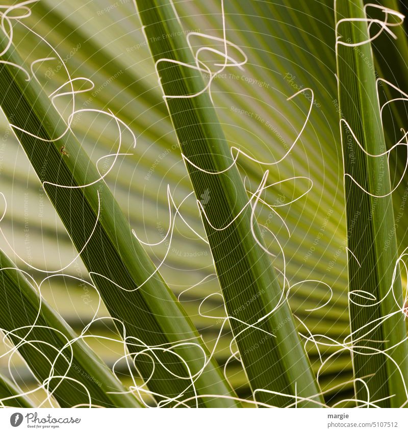 Exotisches Palmenblatt Blatt Pflanze Palmenwedel exotisch Außenaufnahme Menschenleer Farbfoto Baum Grünpflanze Nahaufnahme fäden gefallenes Blatt grün