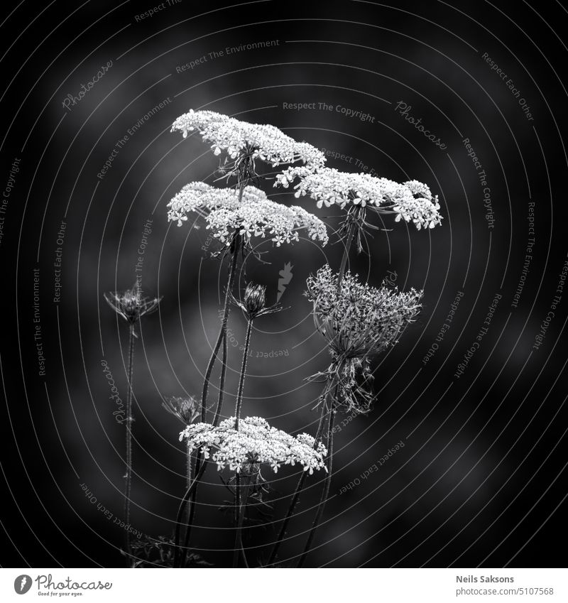 weiße Schirme Blume weiße Blume Waldblume Wiesenblume Natur mono Monochrom schwarz auf weiß Petersilie Natur in Schwarz schwarz-weiß abschließen Blumenstrauß