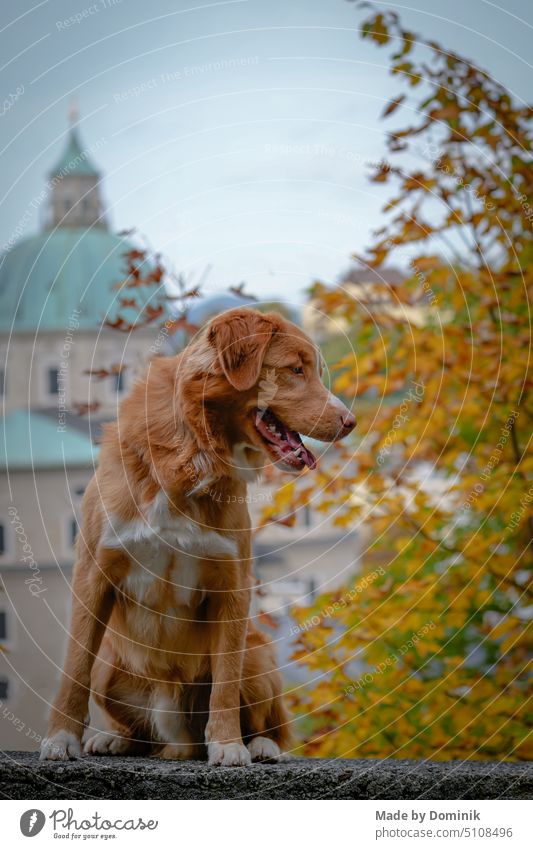 australischer schäferhund welpe junger hund in herbstlicher landschaft Hund Australischer Schäferhund Welpe Salzburg Herbst Haustier Tier Tierporträt