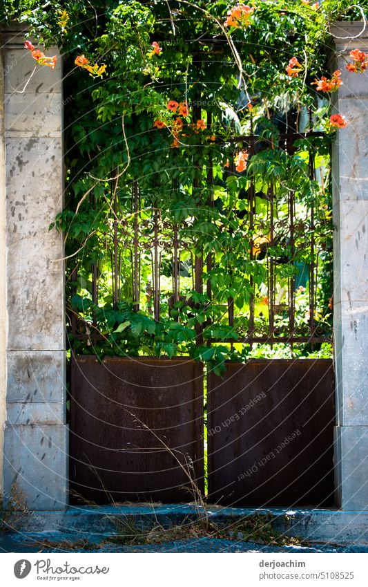 Das Eisen Tor ist schon lange verschlossen. Die Pflanzen  eroberten  ihr Terrain  alles zurück. Architektur Außenaufnahme Menschenleer Tag Farbfoto