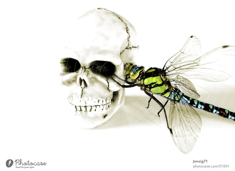Totgequatscht. Libelle Paddel Insekt Makroaufnahme Schädel Tod dead death