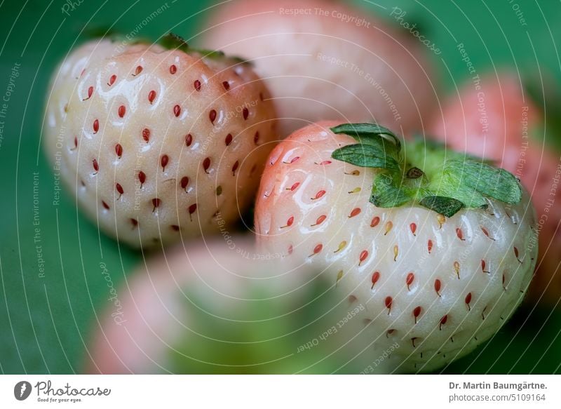Weißfrüchtige Kulturerdbeeren, Ananaserdbeeren Erdbeere Erdbeeren weißfrüchtig Frucht Früchte Sammelfrucht Sorte Fragaria Kulturform Obst Rosengewächse Rosaceae