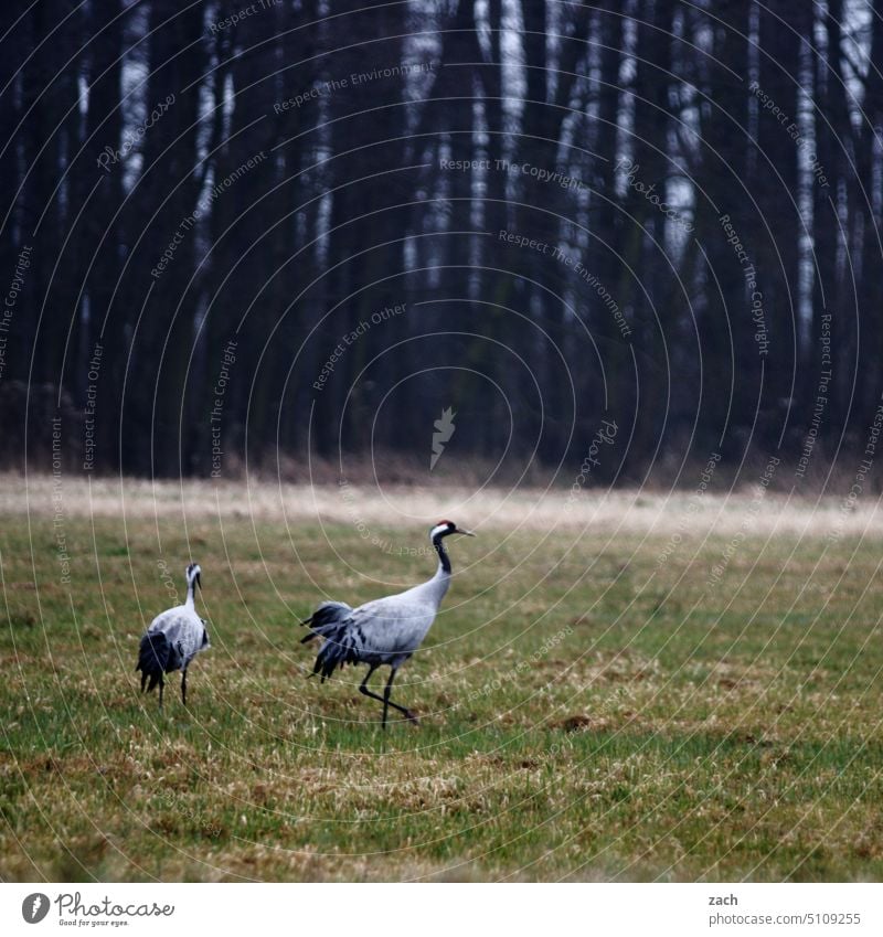 naturverbunden | Morgenspaziergang Kranich Kraniche Vogel Vögel Zugvogel Zugvögel Herbst Natur Winter Feld