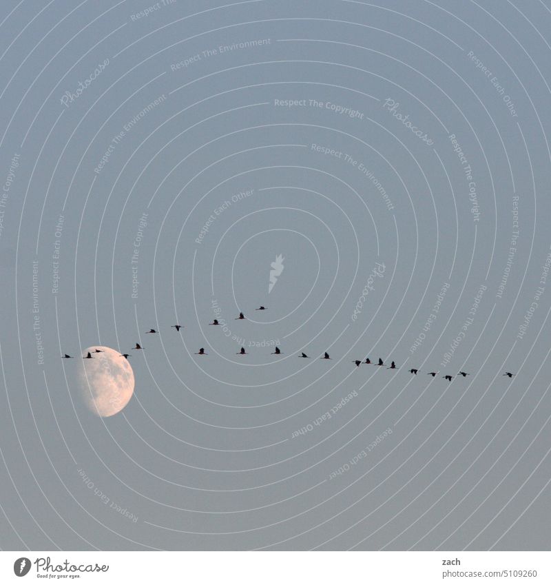 Mondmission Kranich Flügel Vogel Wildtier Tiergruppe Schwarm fliegen Zugvogel Schönes Wetter Vollmond Herbst Nachthimmel Wolkenloser Himmel Mondschein Vogelflug
