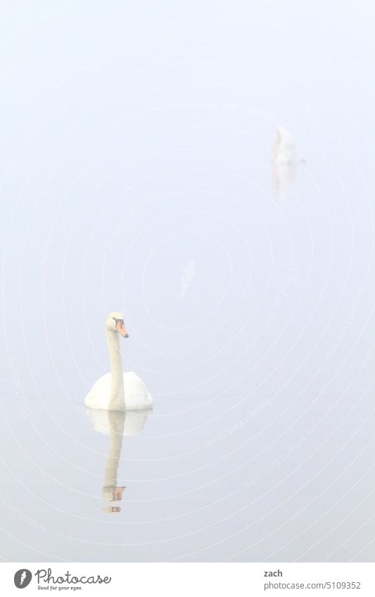 grau in grau | Schwanensee Vogel See Nebel Morgen Herbst Wasser Tier Schwimmen & Baden herbstlich Reflexion & Spiegelung neblig Nebelstimmung Müggelsee Ruhe