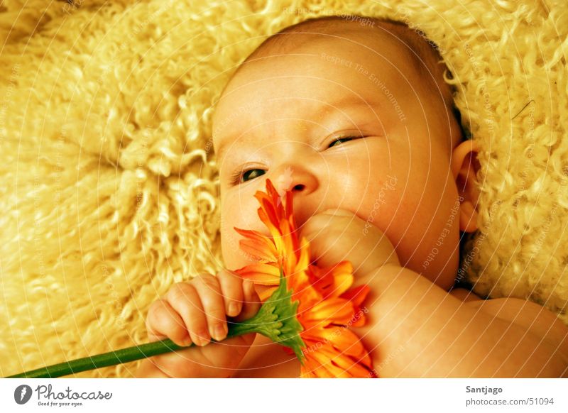 Flower-Baby Kleinkind Blume süß Porträt