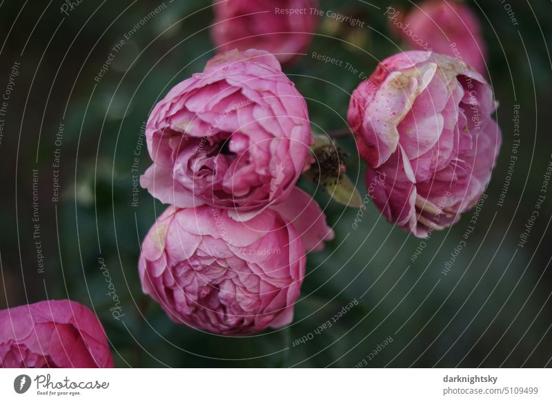 Rosa blühende Rosen im späten Sommer mit teils welken Blütenblättern rot Natur Blume Rosenblüte natürliches Licht Unschärfe Romantik rosa