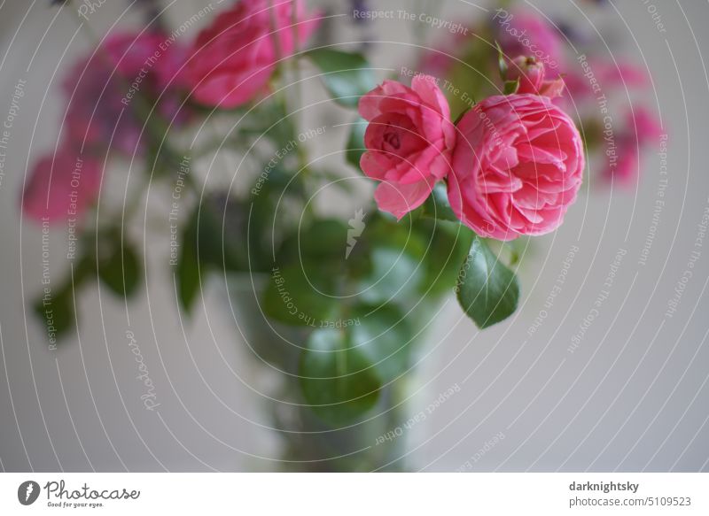 Blumenstrauss mit pink farbiger Rose zum Muttertag Bouquet Blumenstrauß Blüte Natur Dekoration & Verzierung Blühend Farbfoto schön rosa grün liebevoll