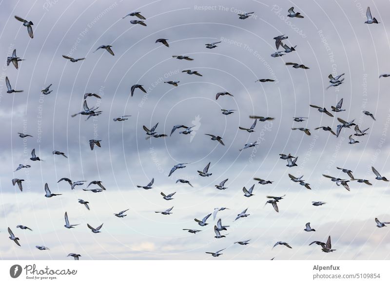 mein Schwarm Tauben Schwarmverhalten fliegen Vögel Himmel Freiheit Tiergruppe Vogelschwarm frei Vogelflug Bewegung Außenaufnahme Vogelzug viele Natur Wildtier
