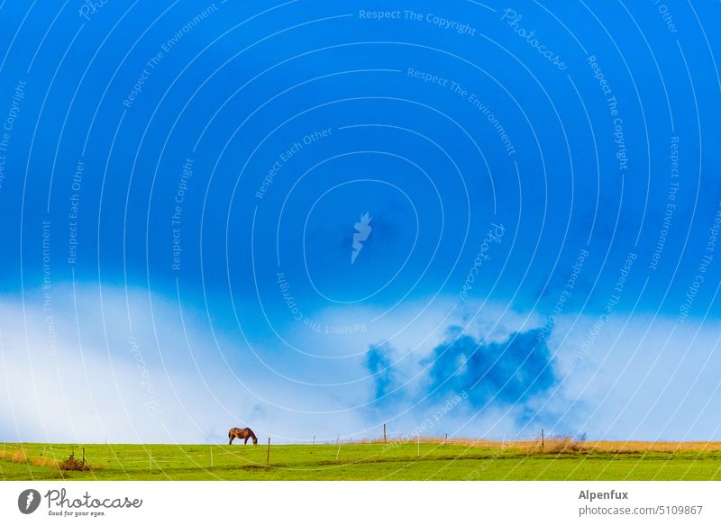 blue sky Himmel Pferd blau Wolken Tier Natur Gras Landschaft Fressen Weide Tag Wiese Außenaufnahme Farbfoto Umwelt Menschenleer Panorama (Aussicht) stehen