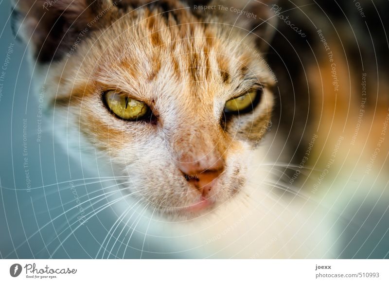 Der Boss Haustier Katze Tiergesicht Fell 1 Blick bedrohlich hässlich blau braun gelb schwarz weiß Tapferkeit Tierliebe Aggression Entschlossenheit Auge