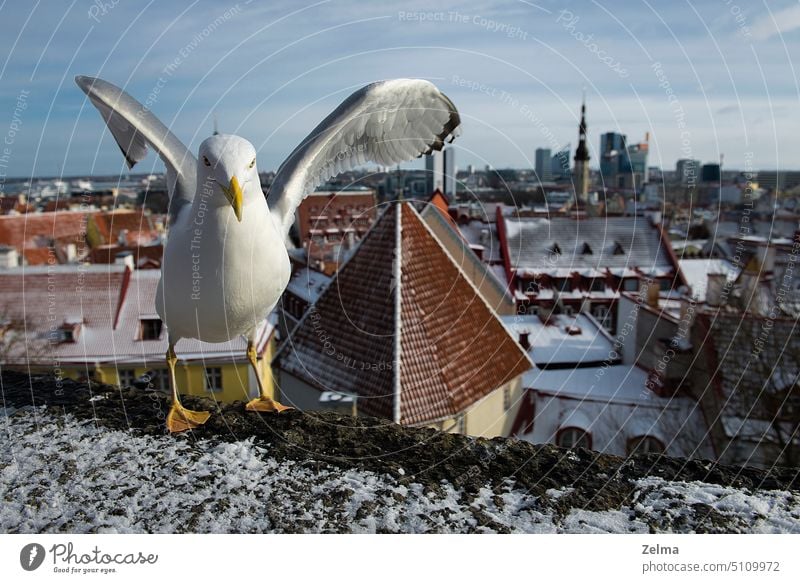 Möwe mit ausgestreckten Flügeln auf den Dächern der Altstadt von Tallinn, Estland Vogel alt Großstadt Dach panoramisch Ansicht reisen Postkarte Reiseziel