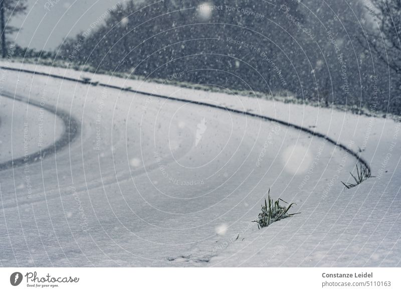 Straßenkurve unter fallendem Schnee mit Fahrspuren und Gras im Vordergrund. Fahrbahn rutschig Winter streuen Eis kalt Saison Transport Kurve Schneefall weiß